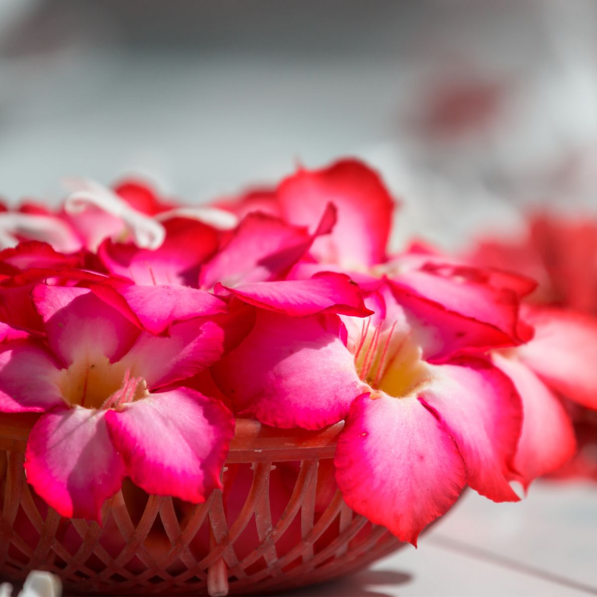 RITUAL REQUEST (CHOOSE TWO OR MORE)