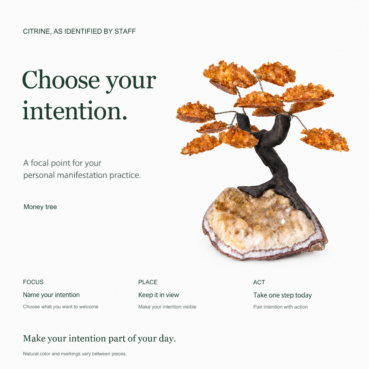 ERL Studio story — Citrine Money Tree · 5ffbbbde-ce1c-433c-8c11-4230b596c208